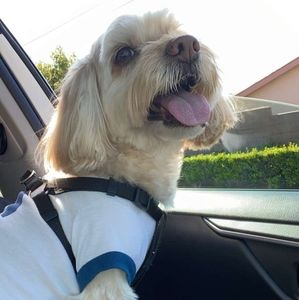 Meet your Posher, Teddy